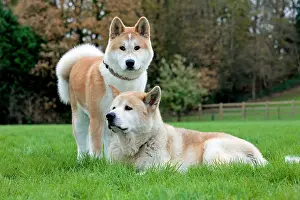 Akitas: Old and young Akita Inu dogs