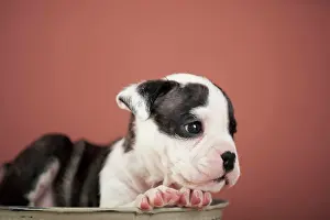 Bowl: Olde English Bulldog, puppy lying in a bowl