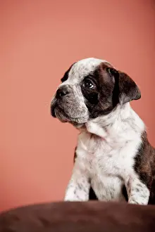 Olde: Olde English Bulldog, puppy sitting