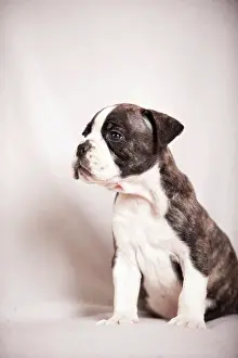 Olde: Olde English Bulldog, puppy sitting