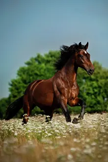 Cantering: Oldenburg horse, Brown with badges, gelding galloping