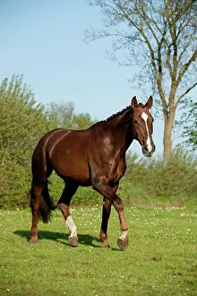 Trotting: Oldenburg horse trotting across a meadow
