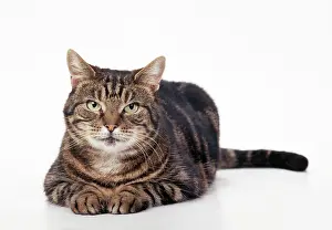 Older: Older Tabby CAT - lying, facing