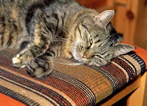 Older: Older Tabby CAT - sleeping on chair