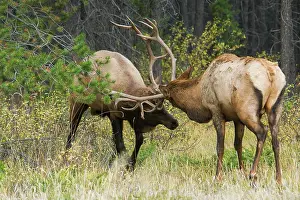 Alberta: Older and younger bull elk sparring together, Canadian
