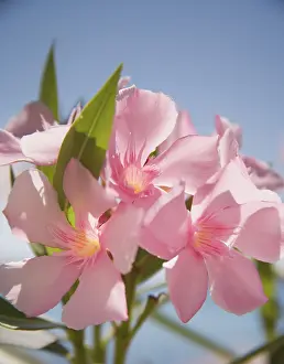 Laurel: Oleander