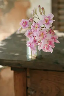Jose: Oleander