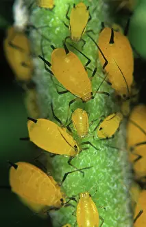 Aphis: Oleander aphid