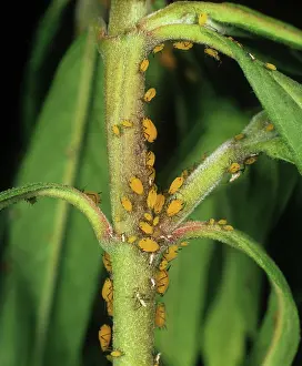 Sucker: Oleander aphid