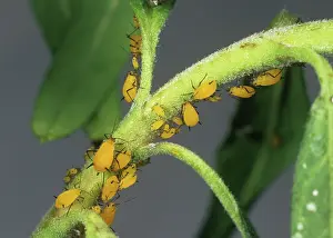 Sucker: Oleander aphid
