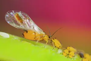 Aphis: Oleander aphid (Aphis nerii ) on stem at spring