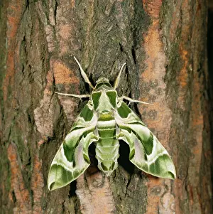 Oleander: OLEANDER HAWK-MOTH