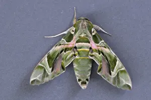 Oleander: Oleander Hawk Moth