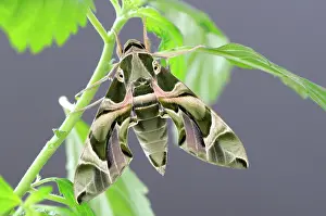 Oleander: Oleander Hawk Moth