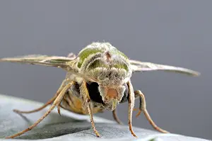 Oleander: Oleander Hawk Moth
