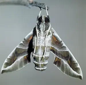 Oleander: Oleander Hawk Moth - hanging from twig