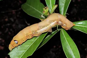 Zoological: Oleander Hawk Moth Larva