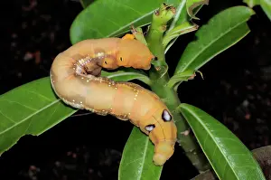 Zoological: Oleander Hawk Moth Larva