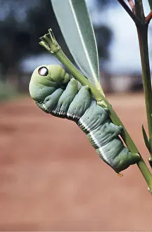 Caterpillars: OLEANDER HAWK-MOTH - larvae / caterpillar