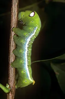 Oleander: Oleander Hawk Moth - showing eye spot