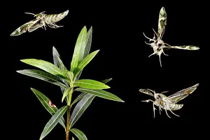 Oleander: Oleander Hawkmoth - group flying around Oleander plant