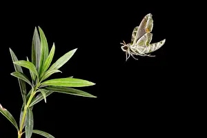 Oleander: Oleander Hawkmoth - landing on Oleander plant