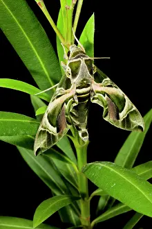 Oleander: Oleander Hawkmoth - on Oleander plant