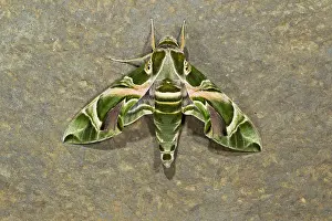 Oleander: Oleander Hawkmoth - resting on stone wall