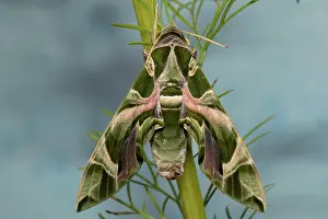 Hanging: Oleander moth moth with closed wings hanging on