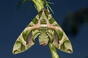 Hanging: Oleander moth moth with closed wings hanging on