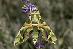 Hanging: Oleander moth moth with closed wings hanging on