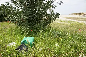 Nerium: Oleander, Nerium oleander, bush and wildflowers