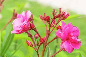 Villa: Oleander, Nerium oleander Villa Romaine, flowers