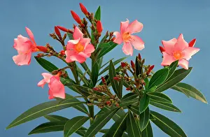 Nerium: Oleander plant - toxic