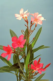 Nerium: Oleander - toxic plant