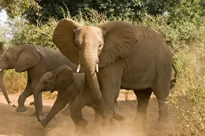 Afrika: Olifant