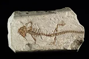 Oligocene: Oligocene Amphibian