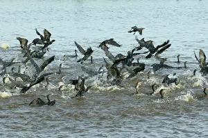 Olivaceus: Olivaceus Cormorant - fishing in group