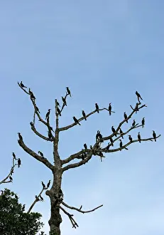 Olivaceus: Olivaceus Cormorant - flock in tree