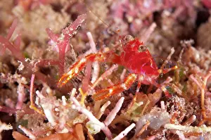 Lobster: Olivar's Squat Lobster - on night dive