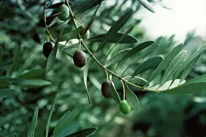 Allen Paterson: Olive