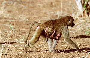 Baboons: Olive / Anubis Baboon - carrying young