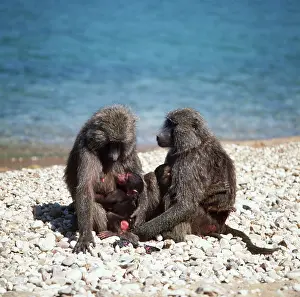 Infants: Olive / Anubis BABOON - two females with infants