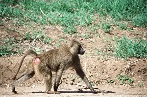 Olive: OLIVE / ANUBIS BABOON - walking