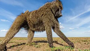 Anubis: Olive Baboon
