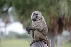 Murchison: Olive Baboon