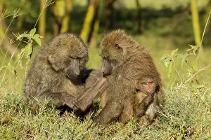 Groom: Olive Baboon