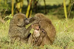 Groom: Olive Baboon