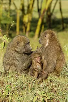 Nakuru: Olive Baboon