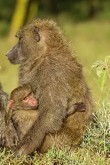 Nakuru: Olive Baboon